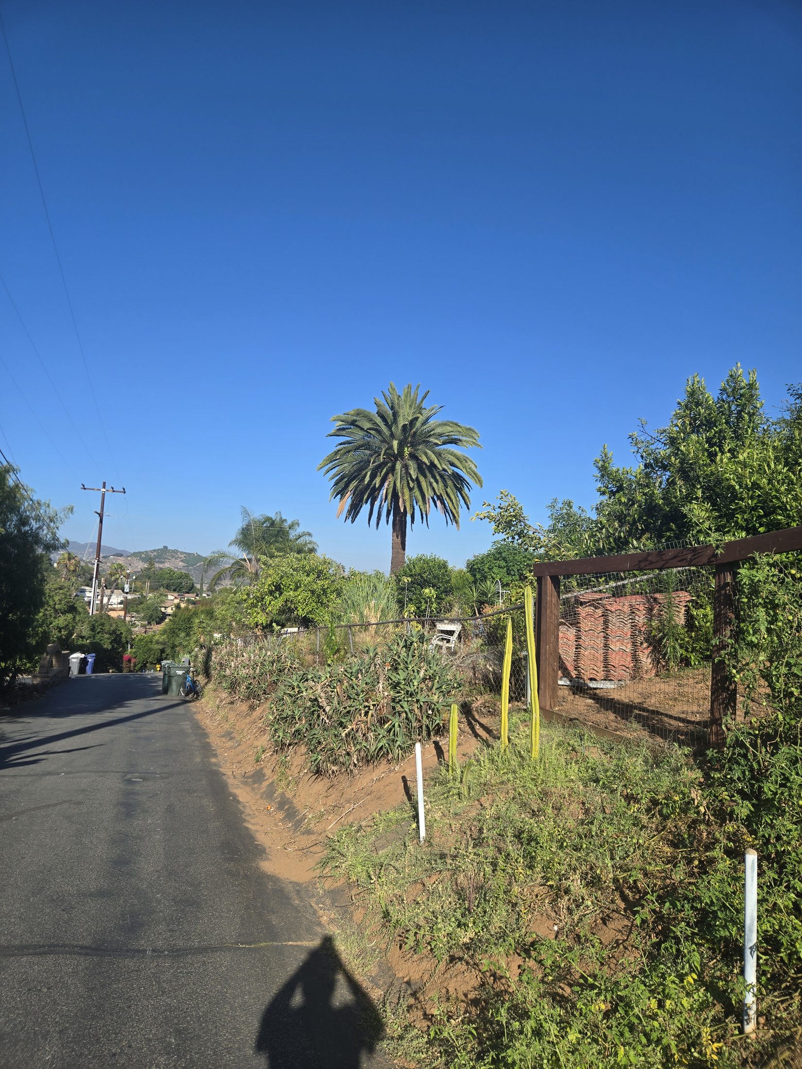 Mature Canary Island date palm in Old Escondido