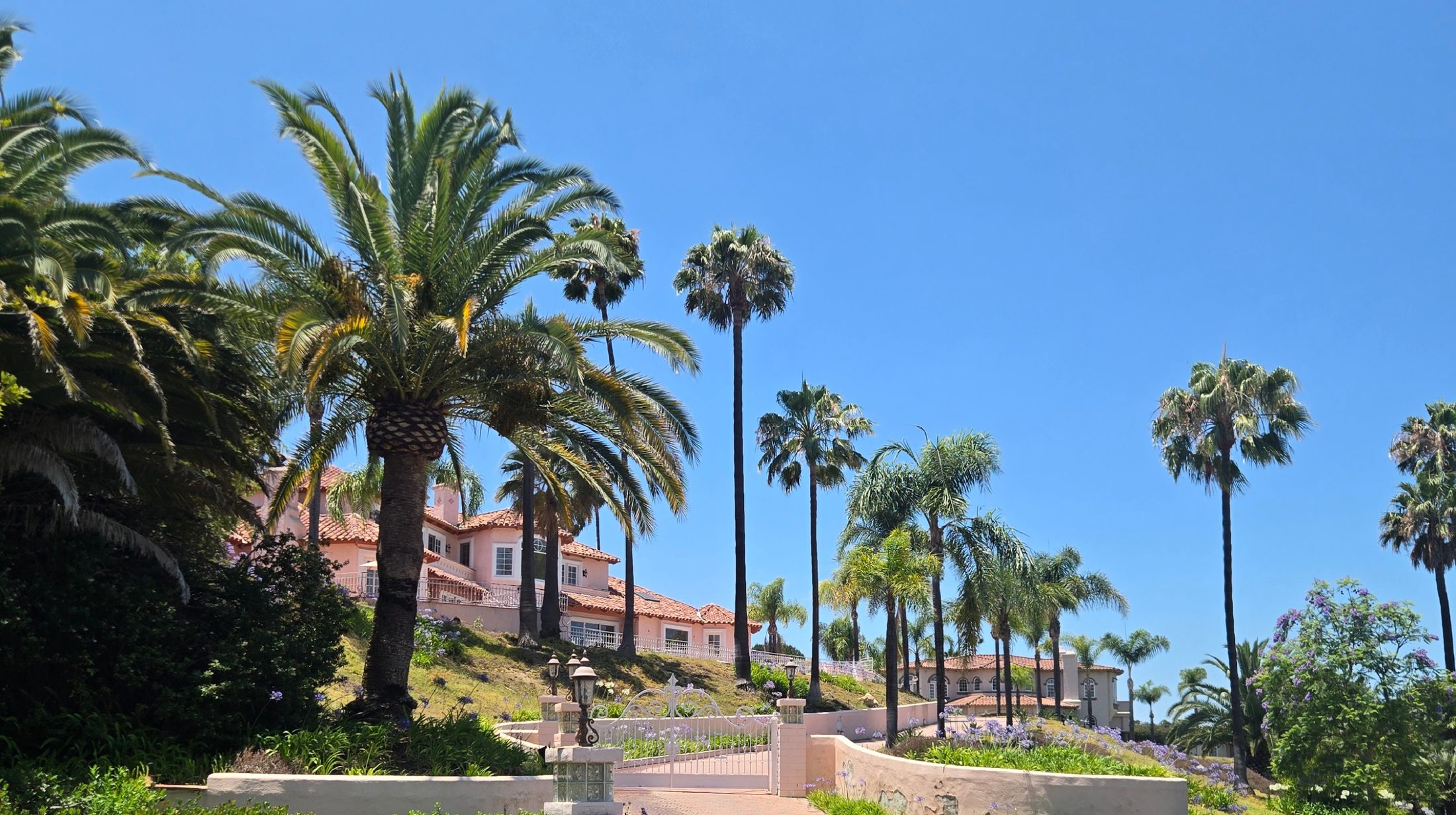 Mature Canary Island date palms in a Poway estate landscape