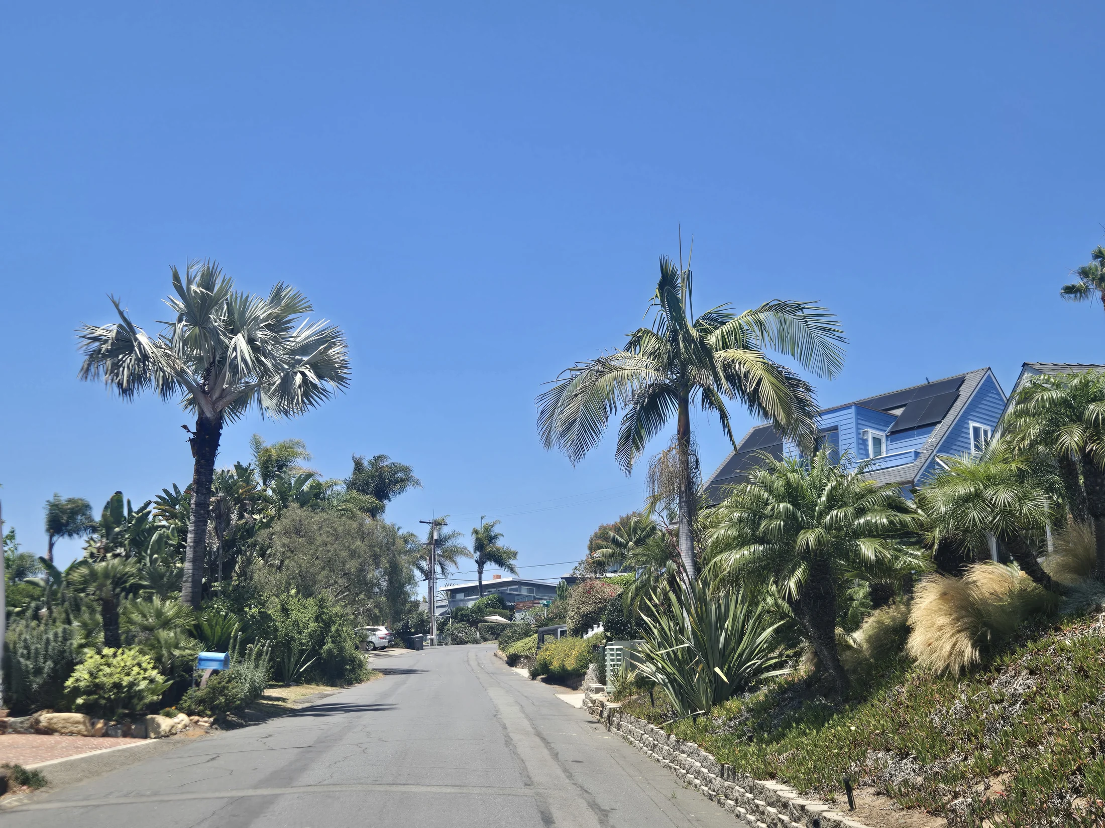 Palm-rich coastal San Diego County landscape photographed by SDPP
