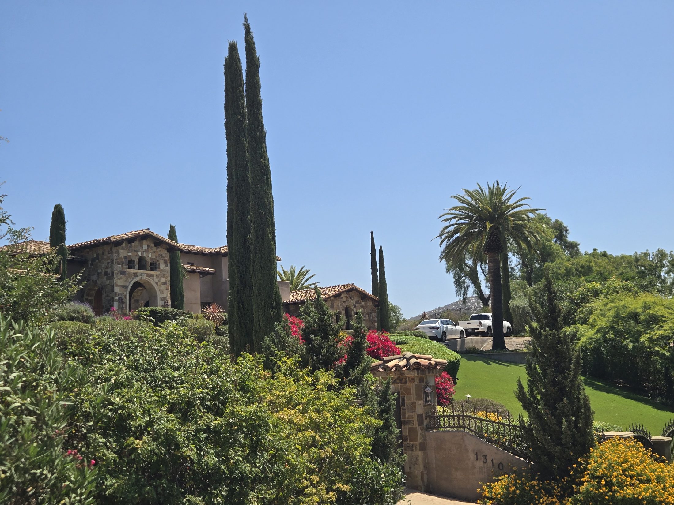 Mature Canary Island date palms in an Escondido estate landscape