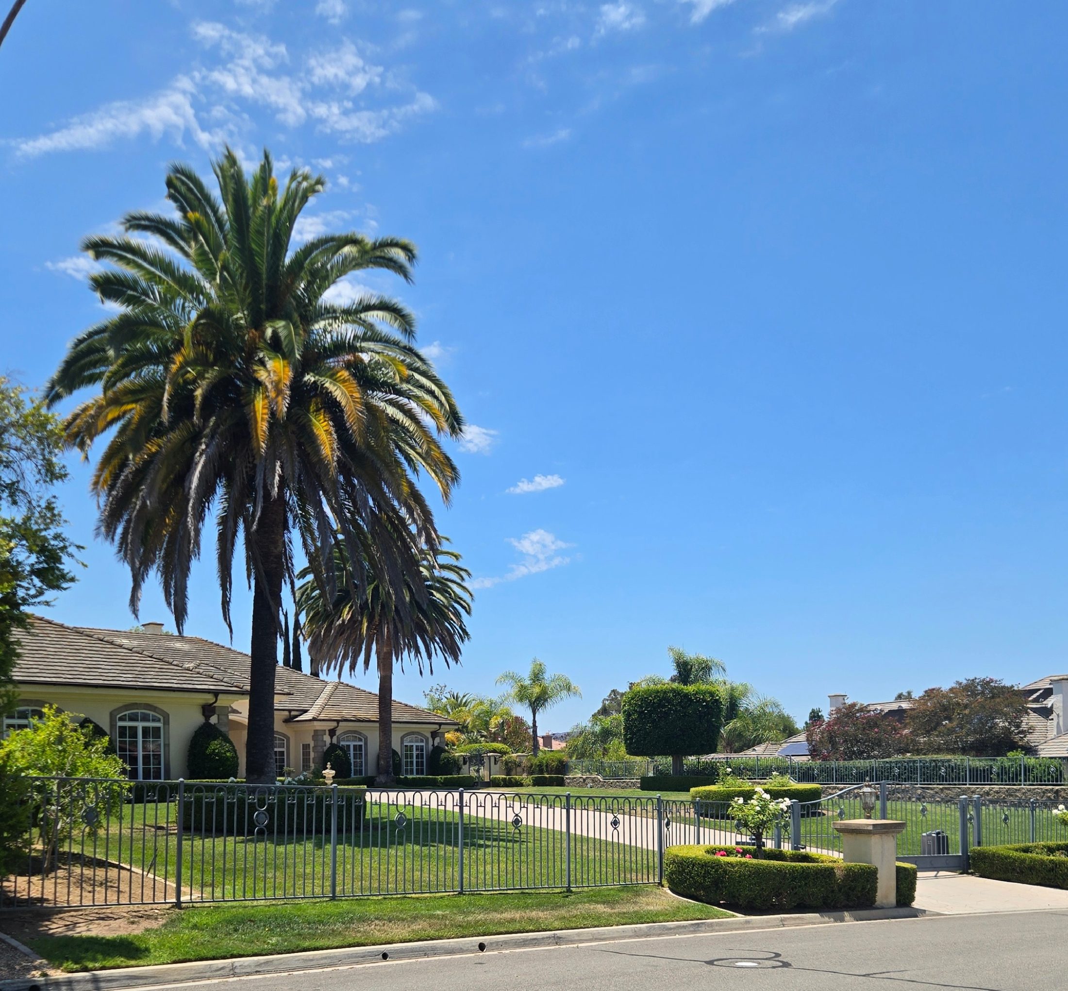 Mature Canary Island date palms at a Poway estate photographed by SDPP