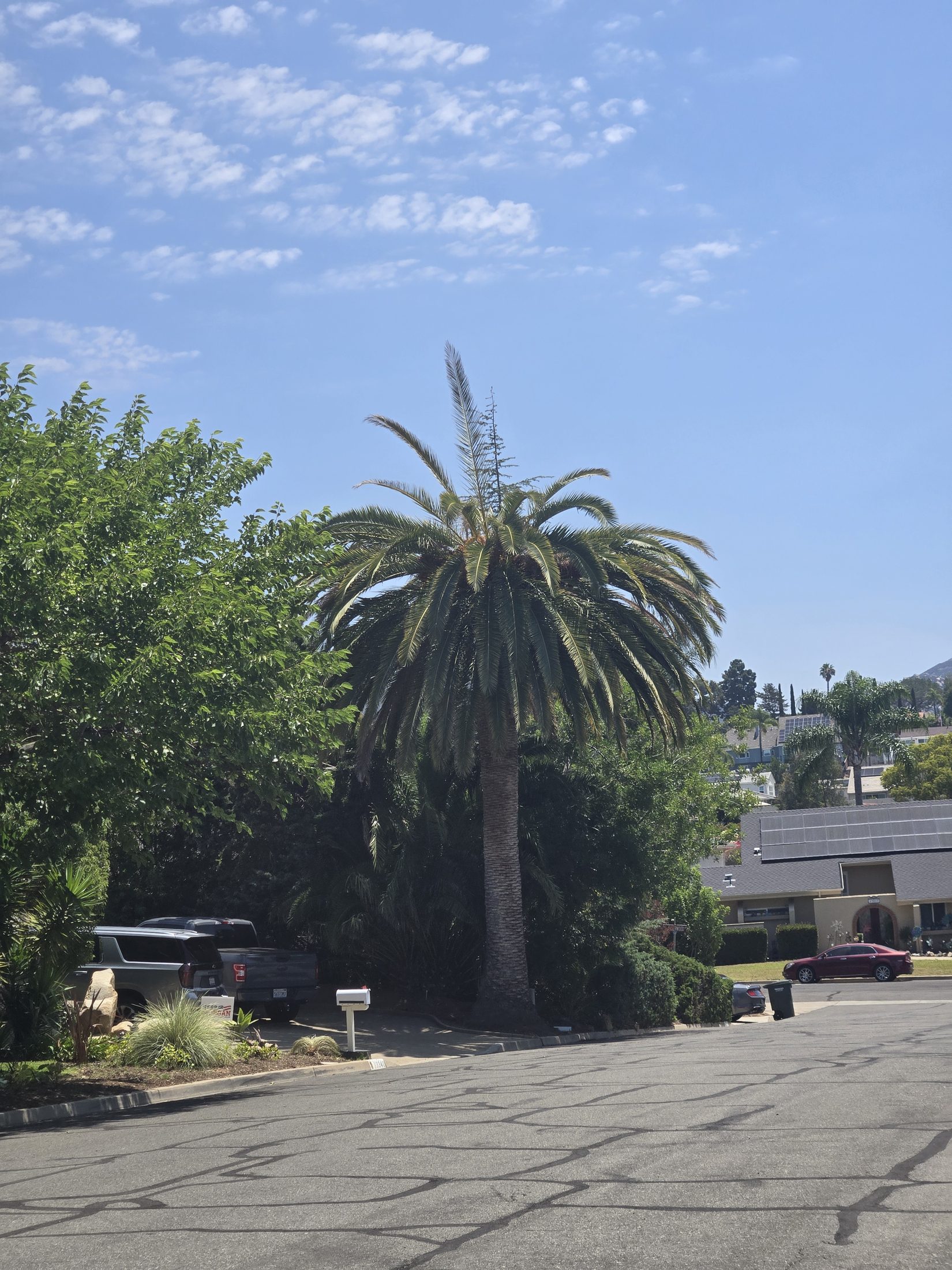 Canary Island date palm observed in North County San Diego