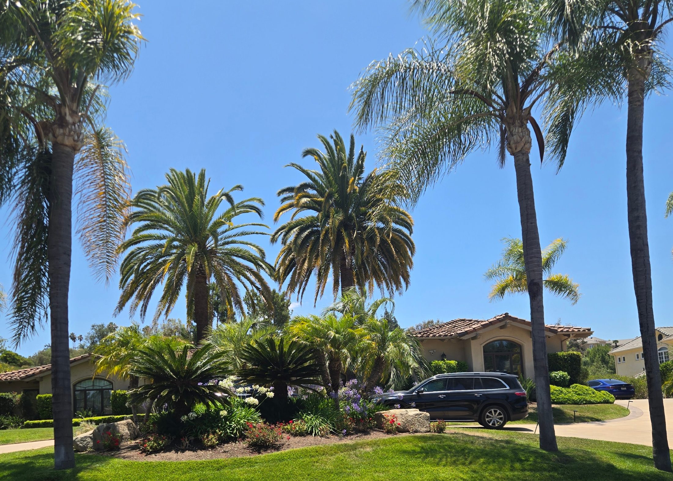 Mature Canary Island date palms defining an established Poway property landscape